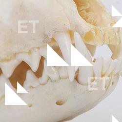 Photo Reference of Skull