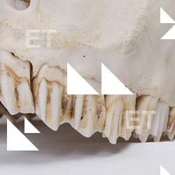 Photo Reference of Animal Teeth