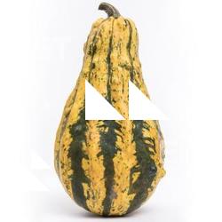 Photo Textures of Pumpkin Hokkaido