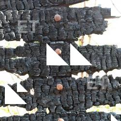 Photo Textures of Wood Burned