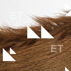 Photo Textures of Animal Skin