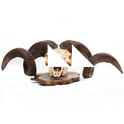 Photo Textures of Mouflon Skull 