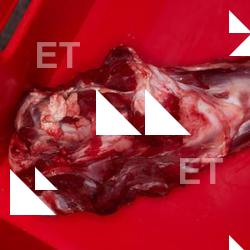 Photo Textures of RAW Bones