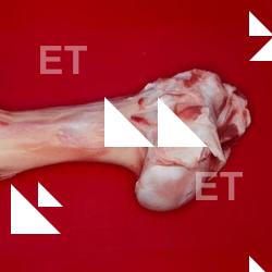 Photo Textures of RAW Bones Beef