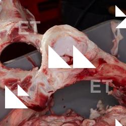 Photo Textures of RAW Bones