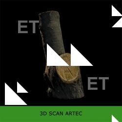 3D Scan of Tree Wood