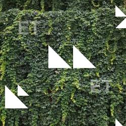 Photo Textures of Nature