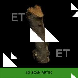  3D Scan of Tree Wood #6