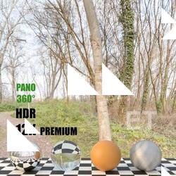 HDR Panorama 360° of Background Forest