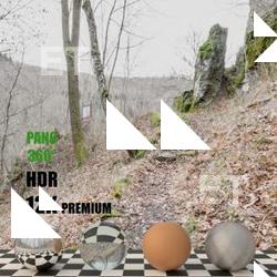 HDR Panorama 360° of Background Forest