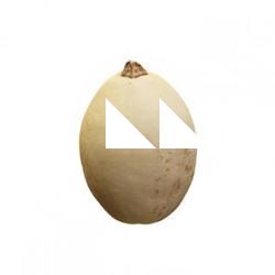 Pumpkin Yellow Clean 3D Scan #4