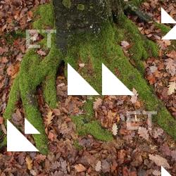 Photo Textures of Roots