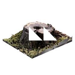 Stump Tree RAW 3D Scan #5