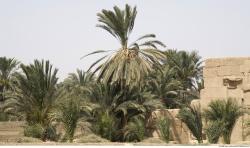 Photo Textures of Egypt Mixed