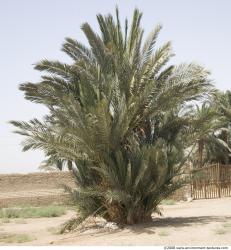 Photo Textures of Egypt Mixed