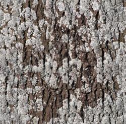 Seamless Bark