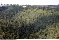 Photo Textures of Background Forest