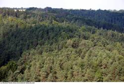 Photo Textures of Background Forest