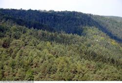 Photo Textures of Background Forest