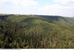 Photo Textures of Background Forest