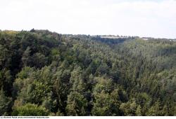 Photo Textures of Background Forest