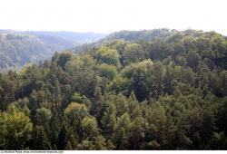 Photo Textures of Background Forest