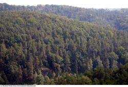 Photo Textures of Background Forest