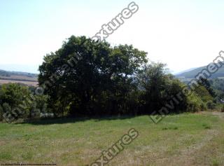 Photo Textures of Background Nature Summer