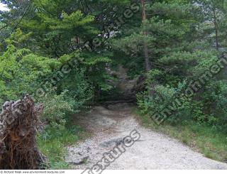 Photo reference of Background Forest 
