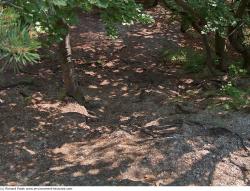 Photo Textures of Background Forest