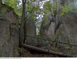 Photo Reference of Background Forest