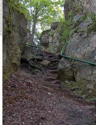 Photo Reference of Background Forest