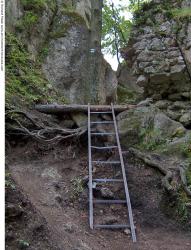 Photo Reference of Background Forest