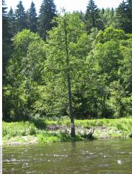 Photo Reference of Background Forest