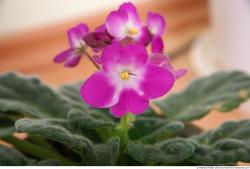 Photo Texture of Flowers