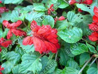 Photo Textures of Flowers