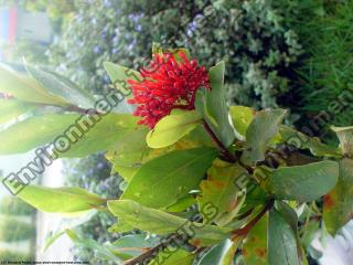 Photo Textures of Flowers