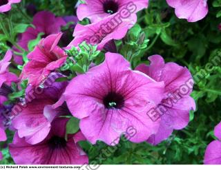 Photo Textures of Flowers