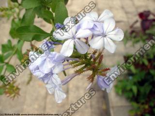 Photo Textures of Flowers