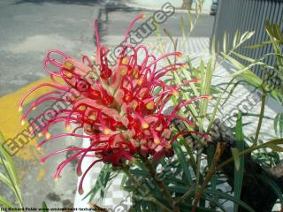 Photo Textures of Flowers