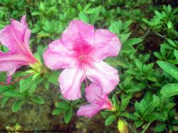 Photo Textures of Flowers