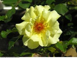 Photo Reference of Flower