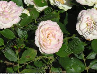 Photo Textures of Flowers