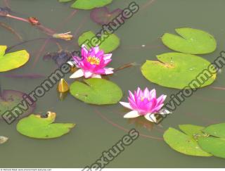 Photo Textures of Waterplants