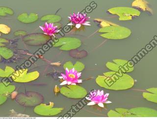 Photo Textures of Waterplants