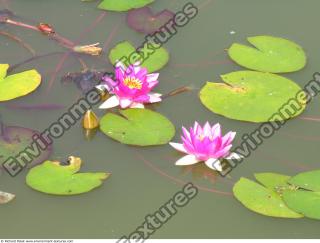 Photo Textures of Waterplants