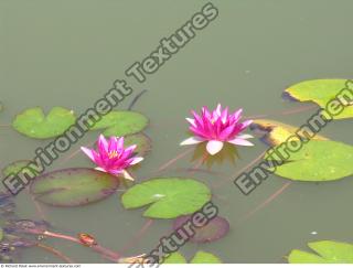 Photo Textures of Waterplants