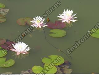 Photo Textures of Waterplants