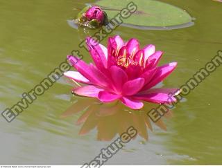 Photo Textures of Waterplants
