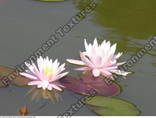 Photo Textures of Waterplants